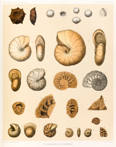 Thurammina-Cyclammina (Foraminifera PL. XXXVII) dal viaggio della HMS Challenger 1873-76 pubblicato nel 1884 da A.T. Hollick