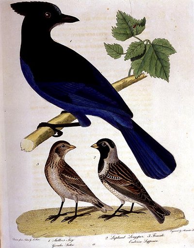 Ghiandaia di Steller e Zigolo delle Lapponie, inciso da Alexander Lanson (incisione colorata) da A. (after) Rider