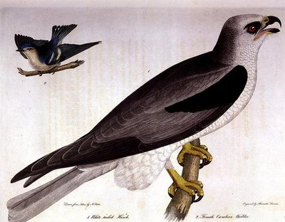 Falco dalla coda bianca e femmina di Parula cerulea, inciso da Alexander Lanson da A. (after) Rider
