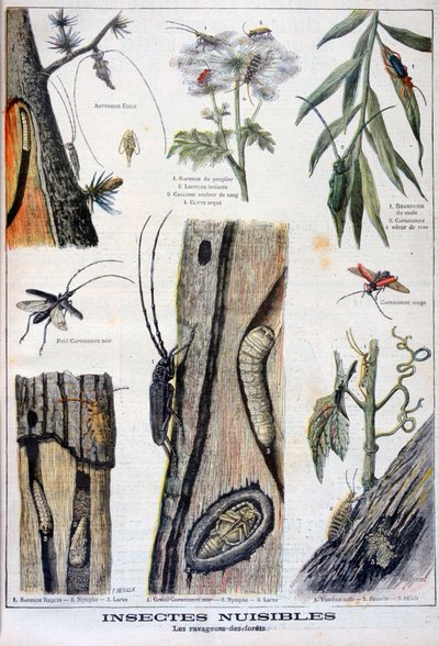 Insetti dannosi che distruggono le foreste, 1897 da A Clement