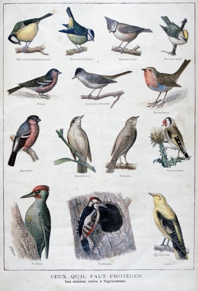 Uccelli utili in agricoltura, 1896 da A Clement