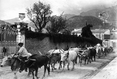 Alcuni buoi utilizzati per il trasporto del marmo dalle cave Apuane camminano lungo una strada a Carrara da A. Corsini