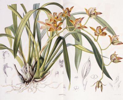 Iridorchis Gigantea, 1867 da A. J. Wendel