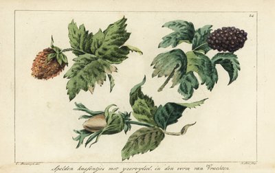Modelli di ricamo per frutti, bacche e ghiande da A. Lutz
