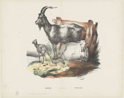 Boucs da A. van Loco