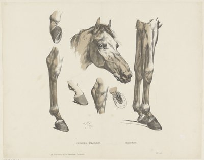 Cheval étalon da A. van Loco