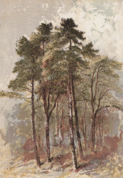Gruppo di abeti da Aaron Edwin Penley