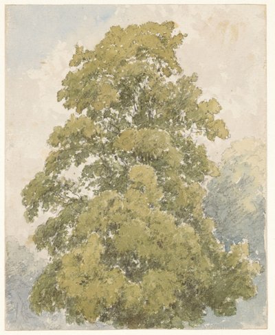 Studio di un olmo da Aaron Edwin Penley