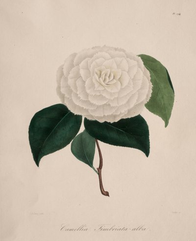 Iconografia del genere camelia: No. 194 da Abbé Laurent Berlèse