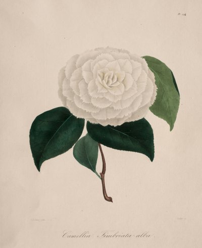 Iconographie du genre camellia: No. 194, 1839-1843 da Abbé Laurent Berlèse