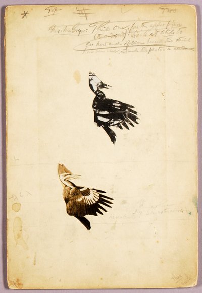 2 stampini Rush, cartella di studio per il libro "Nascondere la colorazione nel regno animale". da Abbott Handerson Thayer
