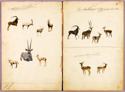Antilopi, cartella di studio per il libro Nascondere la colorazione nel regno animale da Abbott Handerson Thayer