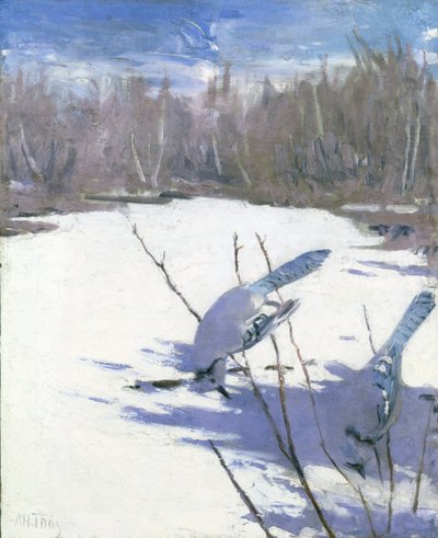 Ghiandaie blu in inverno, studio per il libro Colorazione mimetica nel regno animale, ca. 1905-1909 da Abbott Handerson Thayer