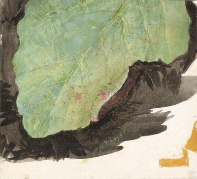 Heterocampa Biundata, Walker, studio per il libro Concealing Coloration in the Animal Kingdom da Abbott Handerson Thayer