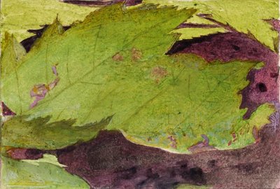 Heterocampa Biundata, Walker, studio per il libro "Concealing Coloration in the Animal Kingdom". da Abbott Handerson Thayer