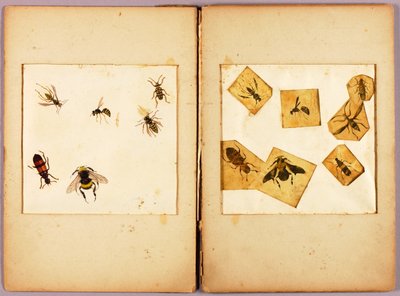 INSEKTEN--Farbig (Beste Hummeln...), Studienmappe für das Buch Concealing Coloration in the Animal Kingdom da Abbott Handerson Thayer