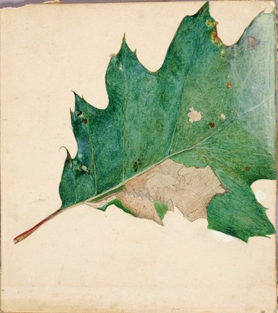 Oligocentra Lignicolor, Walker, studio per il libro Concealing Coloration in the Animal Kingdom da Abbott Handerson Thayer
