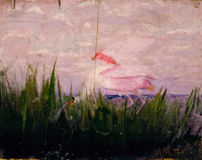 Spatola rosata, studio per il libro Concealing Coloration in the Animal Kingdom da Abbott Handerson Thayer