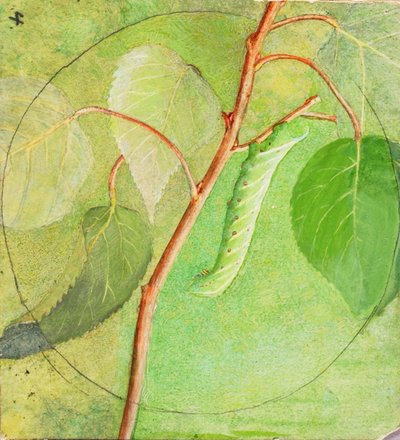 Bruco della Sfinge, studio per il libro Concealing Coloration in the Animal Kingdom da Abbott Handerson Thayer