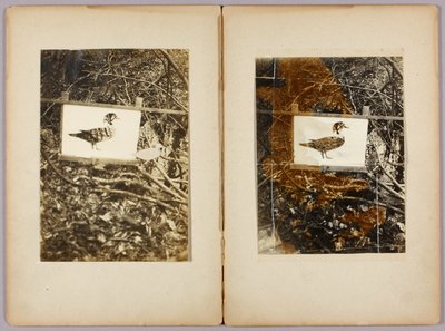 Anatre a stencil, cartella di studio per il libro Nascondere la colorazione nel regno animale da Abbott Handerson Thayer