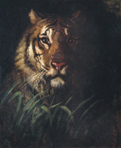 Testa di tigre, ca. 1874 da Abbott Handerson Thayer