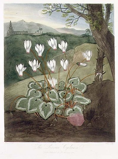 Il ciclamino persiano, inciso da Elmes, da 