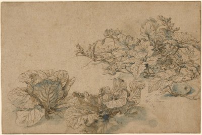 Studi su una pianta da midollo e sui cavoli da Abraham Bloemaert