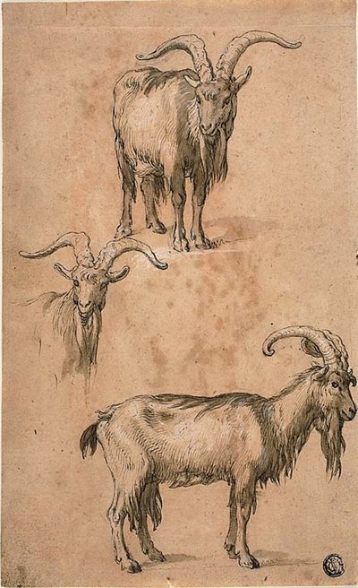 Tre schizzi di una capra (recto) Drappeggio di figura femminile in piedi (verso) da Abraham Bloemaert