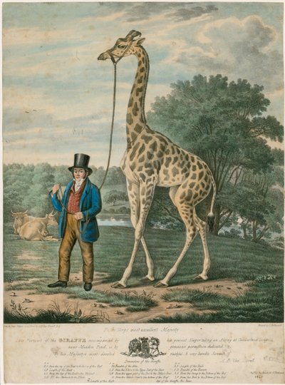Ritratto della giraffa, 1827 da Abraham Bruiningh van Worrell