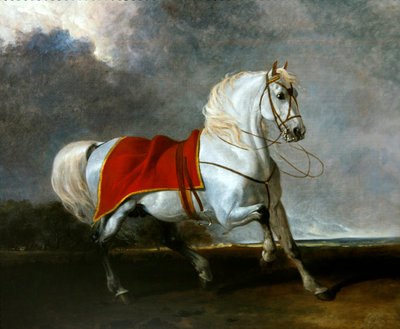 Cavallo grigio sellato spaventato da una tempesta, chiamato 