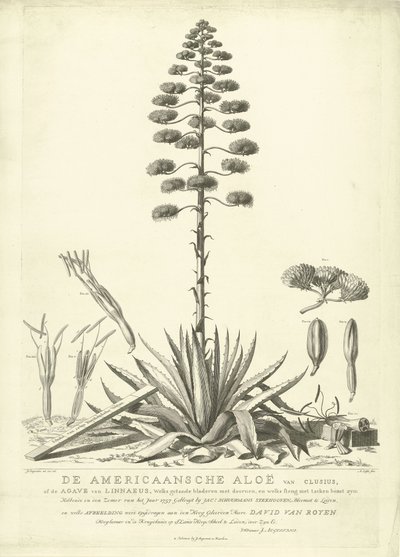 Aloe americana in fiore, 1757 da Abraham Delfos