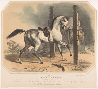 Cavallo arabo di Godert van der Capellen da Abraham Hendrik Winter