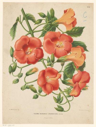 Bignonia da Abraham Jacobus Wendel