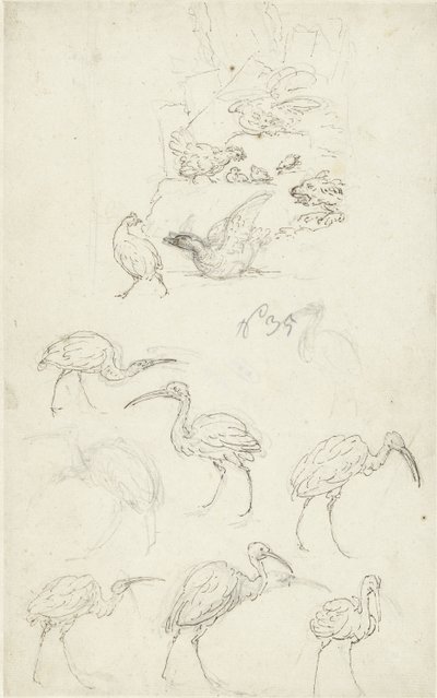Studi di uccelli da Abraham Meertens