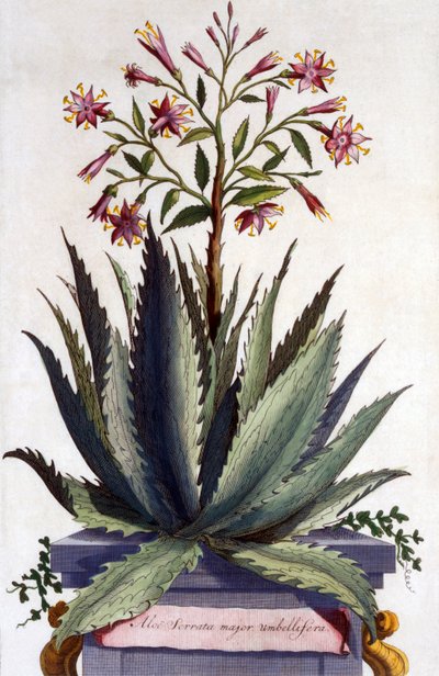 Aloe Serrata major umbellifera, da 