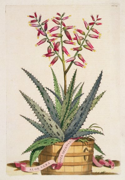 Aloe Vera Costa Spinosa, da 