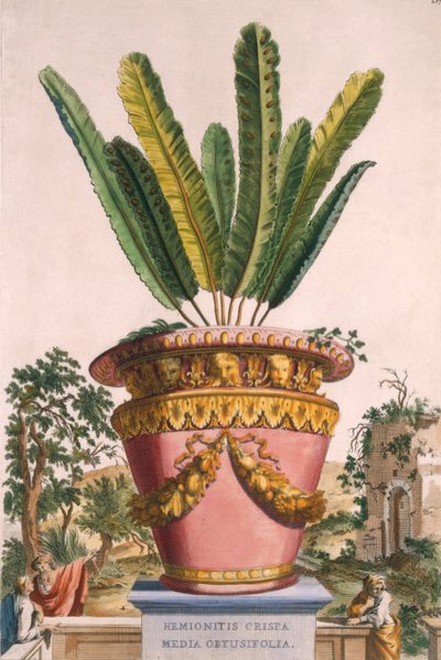 Hemionitis Crispa Media Obtusifolia, da 