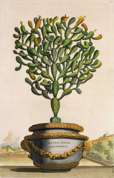 Opuntia Maior Augustifolia, da Phytographia Curiosa, pubblicato nel 1702 da Abraham Munting