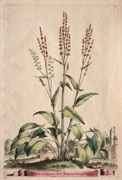 Phytographia Curiosa: Acetosa Vulgaris sive Rumex Canpferinus da Abraham Munting