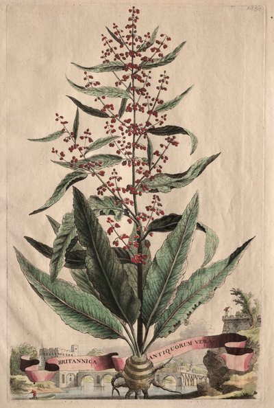 Phytographia Curiosa: Britannica Antiquorum Vera da Abraham Munting