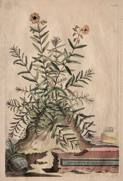 Phytographia Curiosa: Cistus Minor Rosmarini-Folius da Abraham Munting