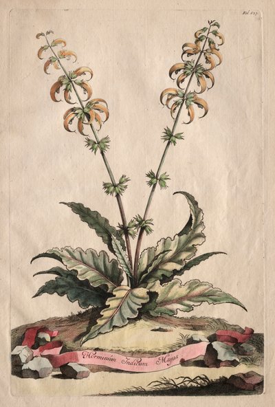 Phytographia Curiosa: Horminum Indicum Majus da Abraham Munting