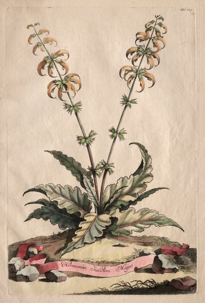 Phytographia Curiosa: Horminum Indicum Majus da Abraham Munting