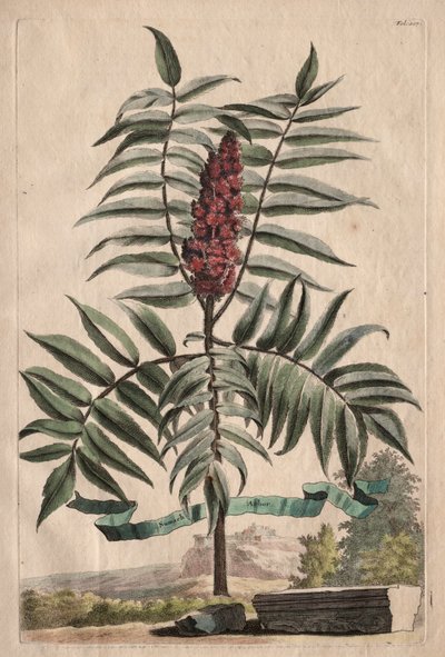 Phytographia Curiosa: Arbusto del sambuco da Abraham Munting
