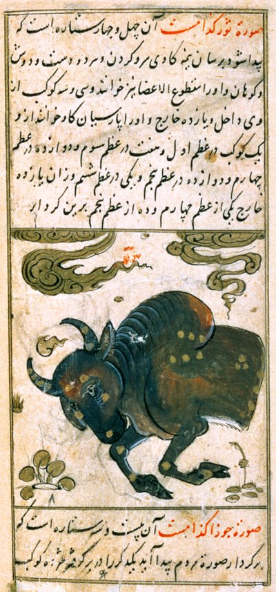 Costellazioni dello Zodiaco: Toro, il Toro, da Talim dar marifat i taqvuim, 1498 (903 Hijra) da Abu Jafar al Tabari