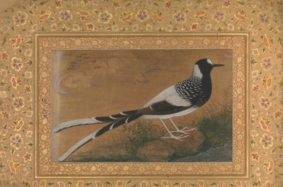 Spotted Forktail, Folio dallo Shah Jahan Album, recto: ca. 1610-15, verso ca. 1540 da Abu al Hasan