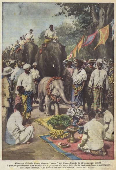 Come un elefante bianco diventa sacro, nel Siam da Achille Beltrame