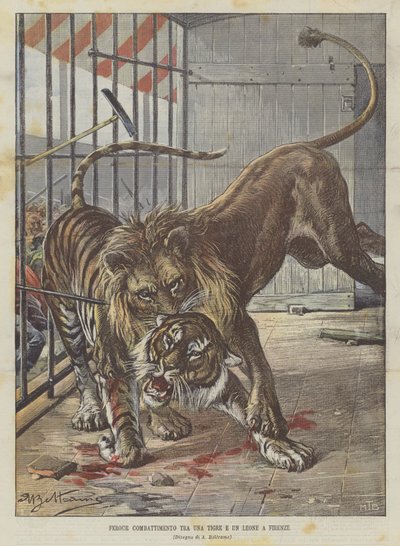 Feroce combattimento tra una tigre e un leone a Firenze da Achille Beltrame