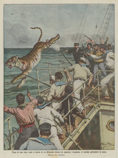 Fuga di una tigre reale a bordo di un piroscafo diretto in America, inseguita, si suicida gettandosi in mare da Achille Beltrame