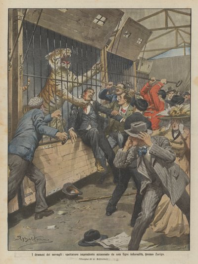 I drammi dei serragli, spettatore imprudente azzannato da una tigre inferocita, presso Zurigo da Achille Beltrame